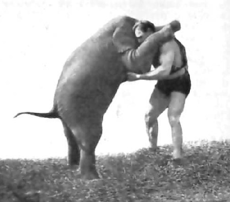 Wrestling-an-Elephant.jpg