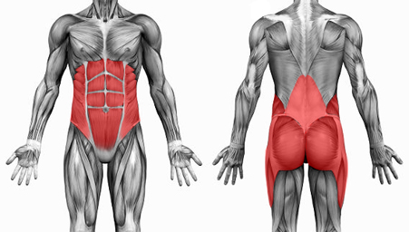 glutes