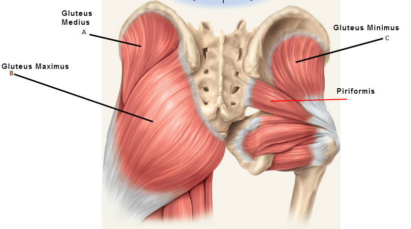 glute exercises