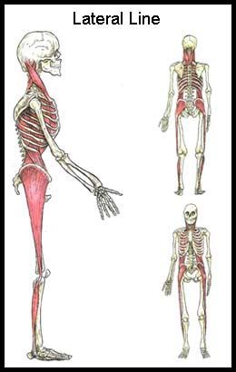 glute training