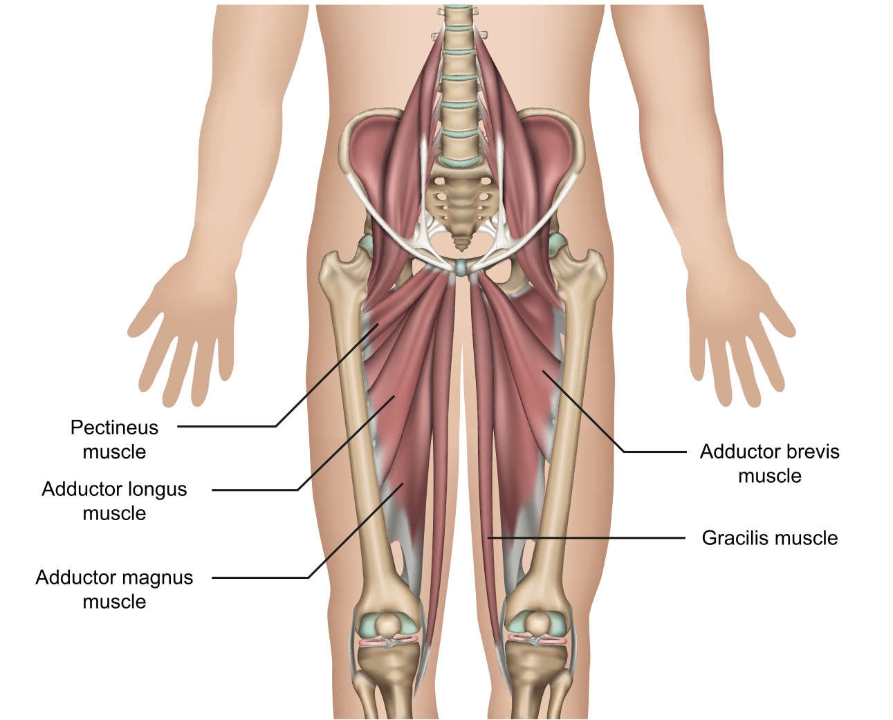 hip muscle