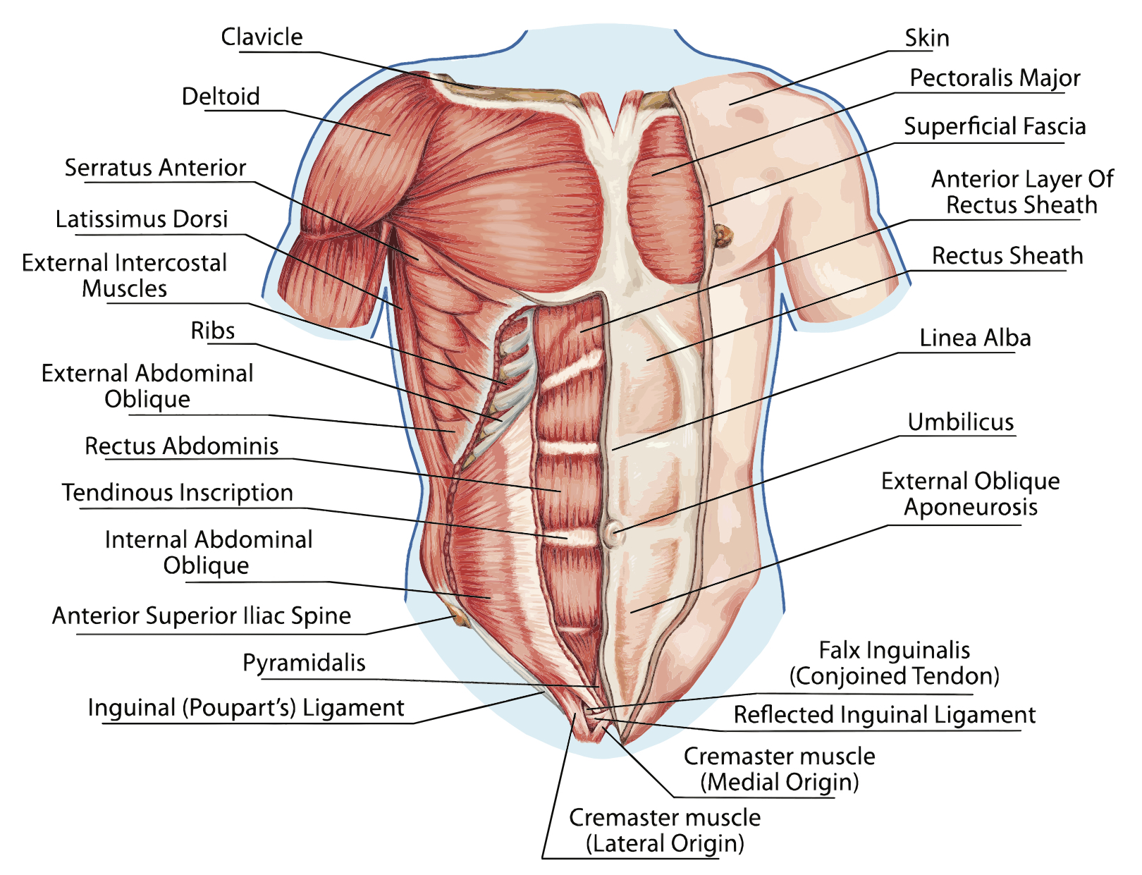 chest anatomy
