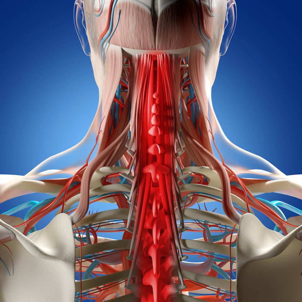 healthy shoulders
