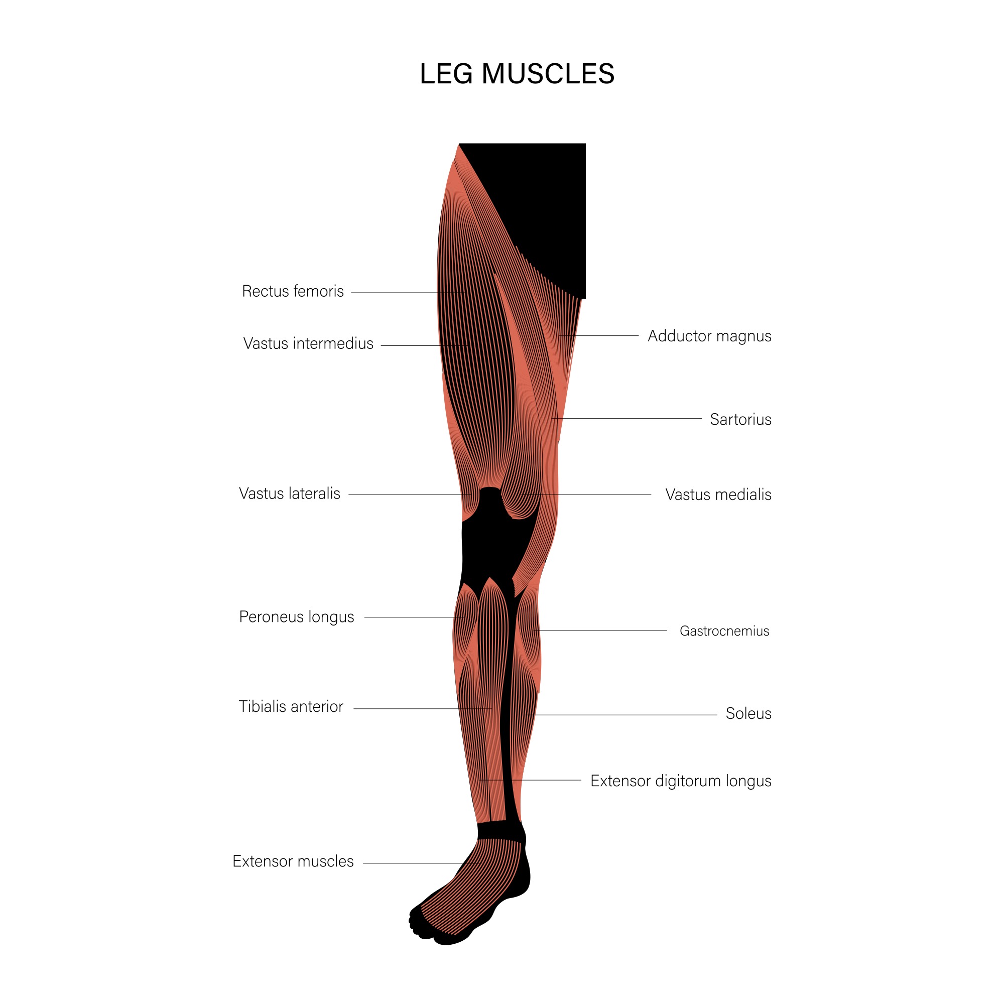 tibialis anterior exercises