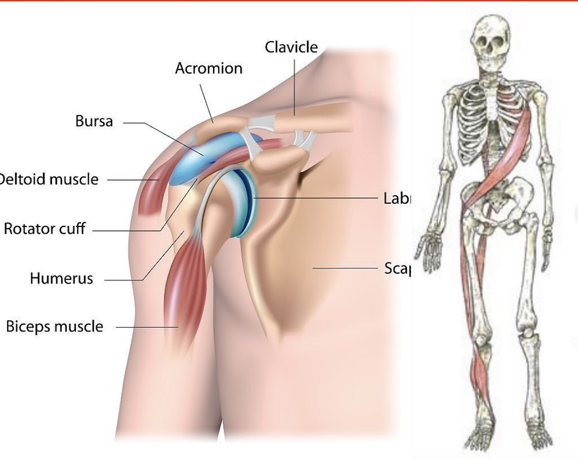 healthy shoulders