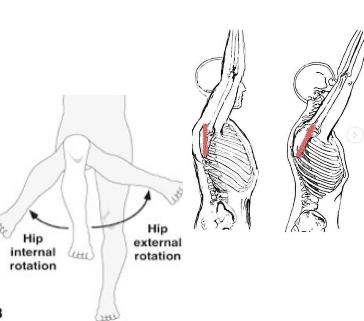 hip and shoulder mobility